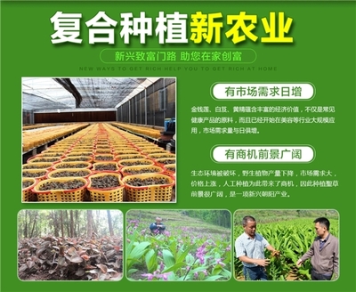 云南春信農業科技 聚焦珍稀中草藥種植，科技引領致富新路徑